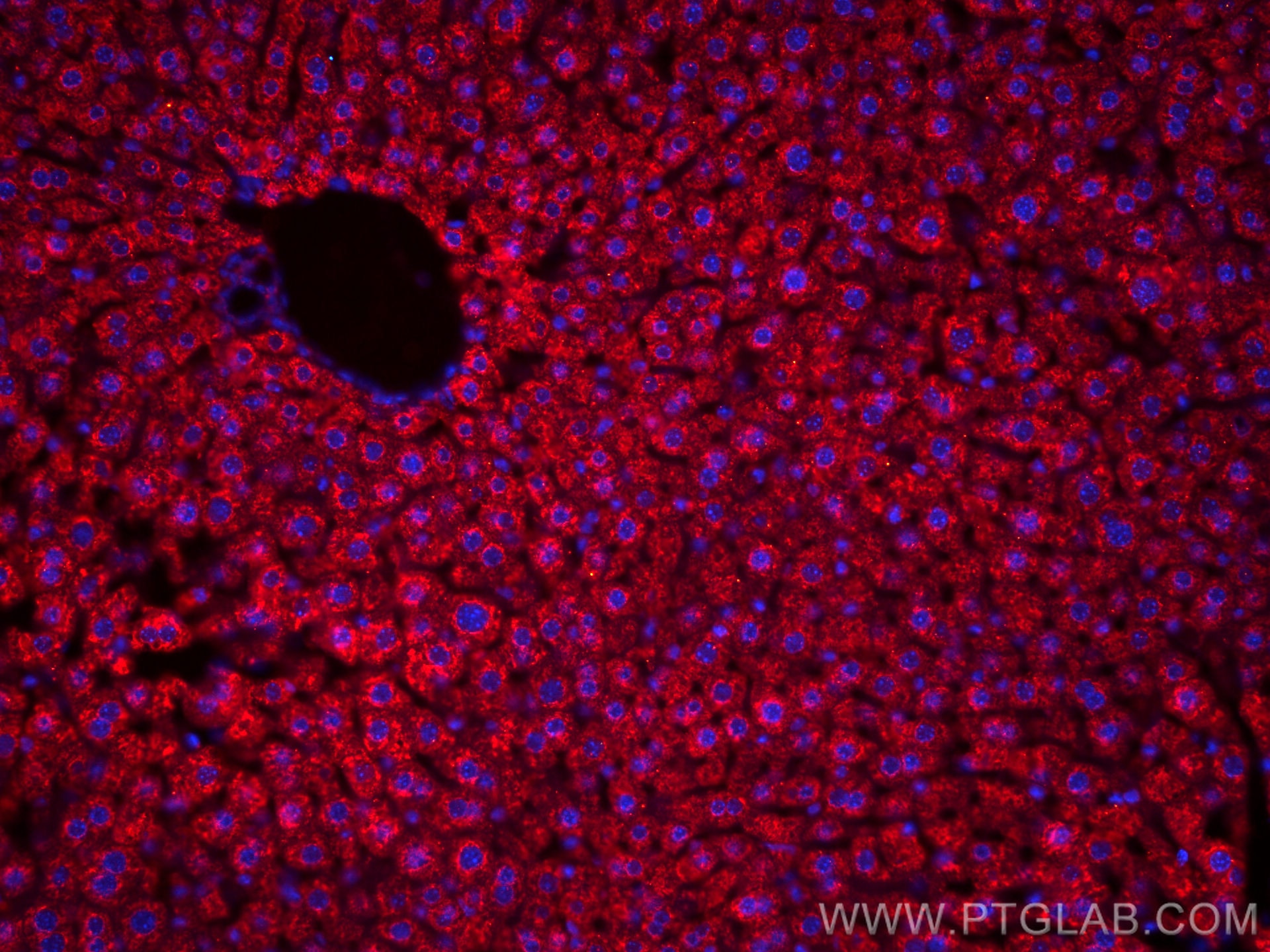 Immunofluorescence (IF) / fluorescent staining of mouse liver tissue using CoraLite®594-conjugated BDH1 Monoclonal antibody (CL594-67448)