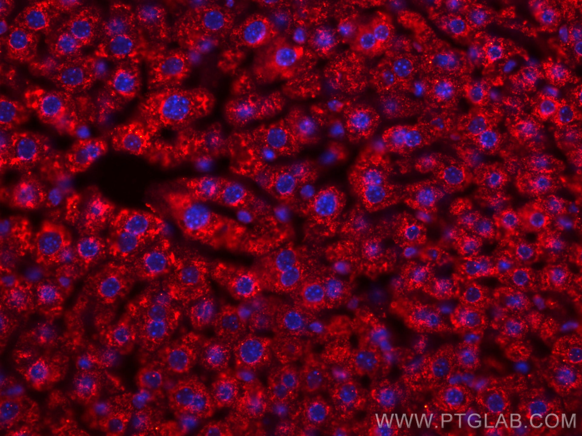 IF Staining of mouse liver using CL594-67448