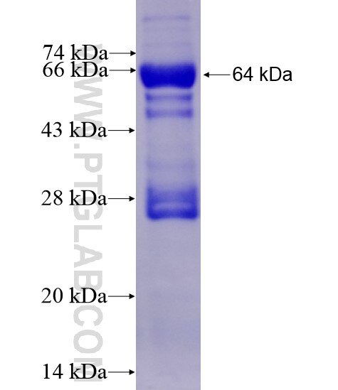 BDH1 fusion protein Ag7705 SDS-PAGE