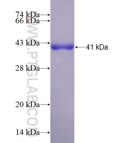 BDH1 fusion protein Ag7864 SDS-PAGE