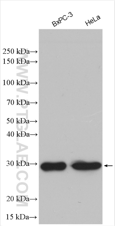 Western Blot (WB) analysis of various lysates using BDH2 Polyclonal antibody (27207-1-AP)