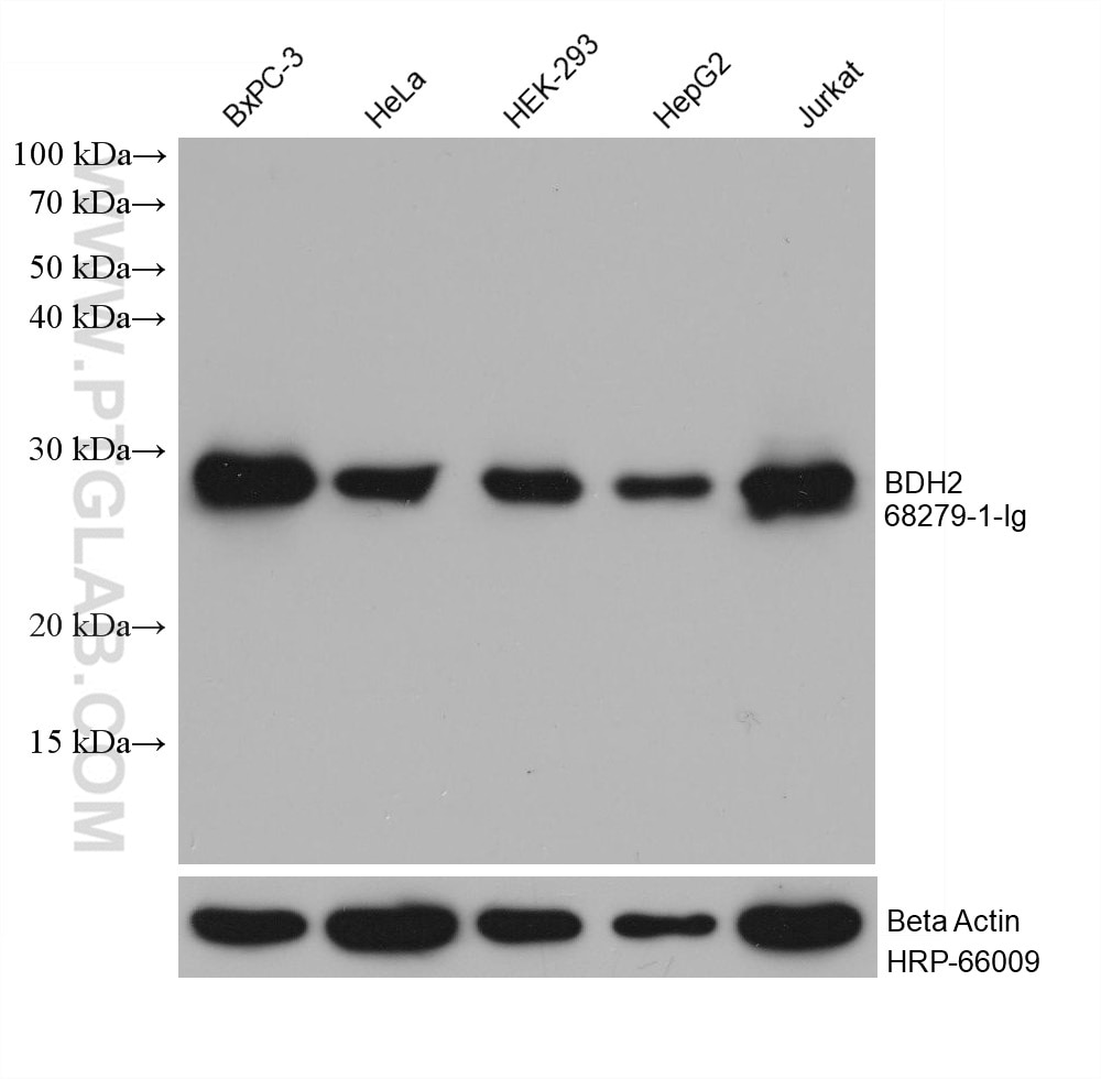Western Blot (WB) analysis of various lysates using BDH2 Monoclonal antibody (68279-1-Ig)
