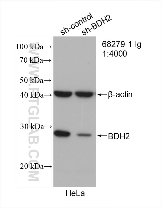 Western Blot (WB) analysis of HeLa cells using BDH2 Monoclonal antibody (68279-1-Ig)