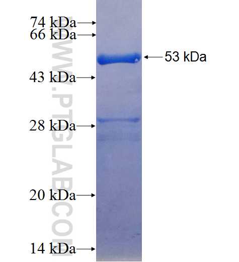 BDH2 fusion protein Ag24934 SDS-PAGE