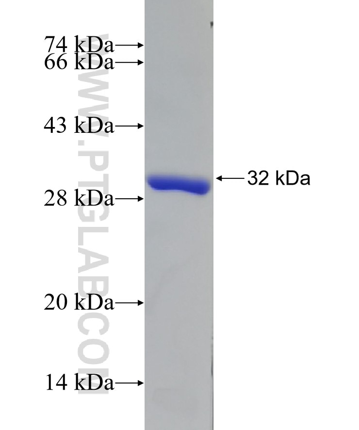 BDH2 fusion protein Ag26108 SDS-PAGE