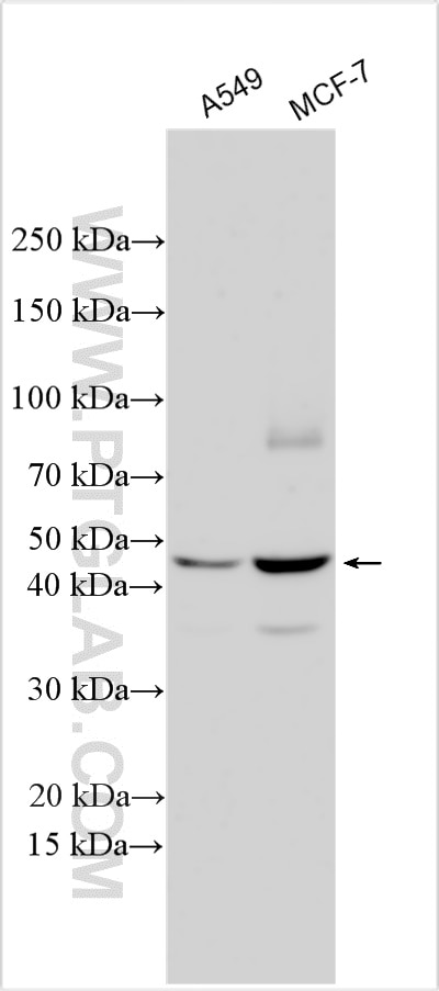Western Blot (WB) analysis of various lysates using BDKRB2 Polyclonal antibody (17847-1-AP)