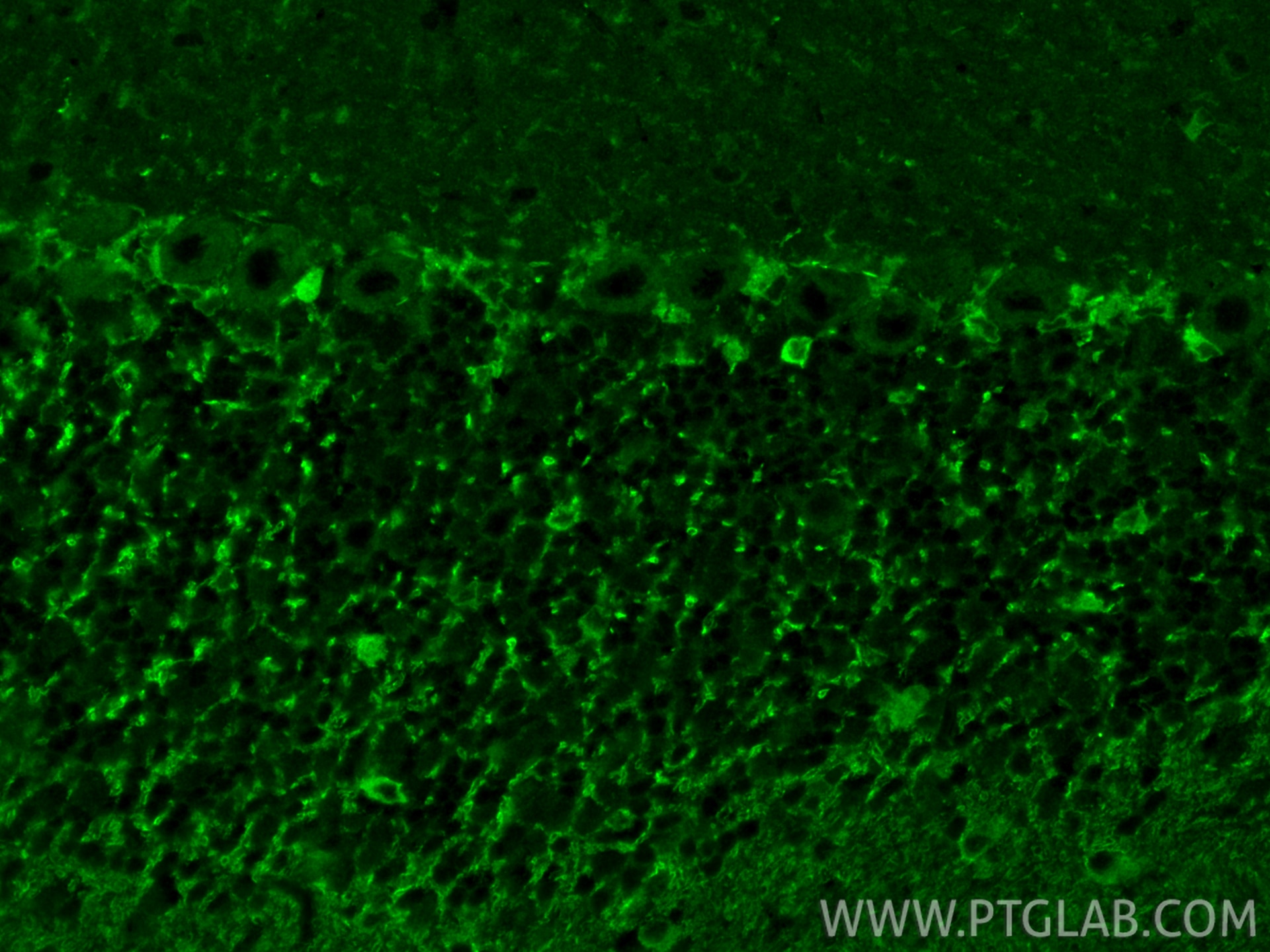 Immunofluorescent analysis of (4% PFA) fixed paraffin-embedded mouse cerebellum tissue using BDNF antibody (25699-1-AP) at dilution of 1:200 and CoraLite®488-Conjugated Goat Anti-Rabbit IgG(H+L) (SA00013-2). Heat mediated antigen retrieval with Tris-EDTA buffer (pH 9.0). Immunofluorescence (IF) / fluorescent staining of mouse cerebellum tissue using BDNF Polyclonal antibody (25699-1-AP)