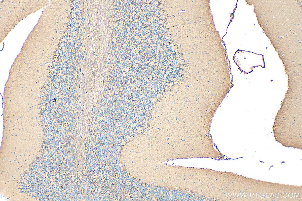 Immunohistochemistry (IHC) staining of mouse cerebellum tissue using BDNF Polyclonal antibody (25699-1-AP)