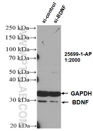 Western Blot (WB) analysis of U-251 cells using BDNF Polyclonal antibody (25699-1-AP)