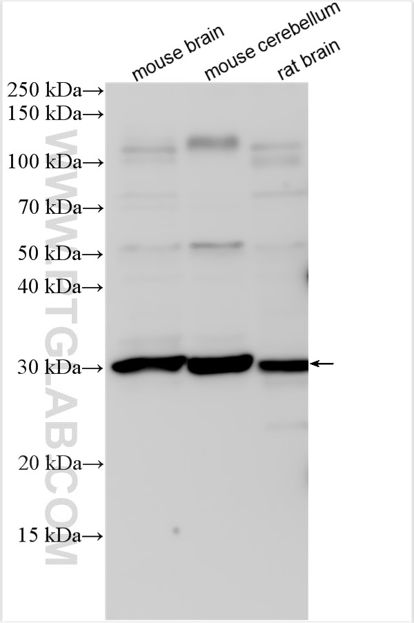 WB analysis using 25699-1-AP