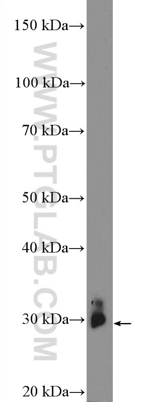 Western Blot (WB) analysis of rat brain tissue using BDNF Polyclonal antibody (25699-1-AP)