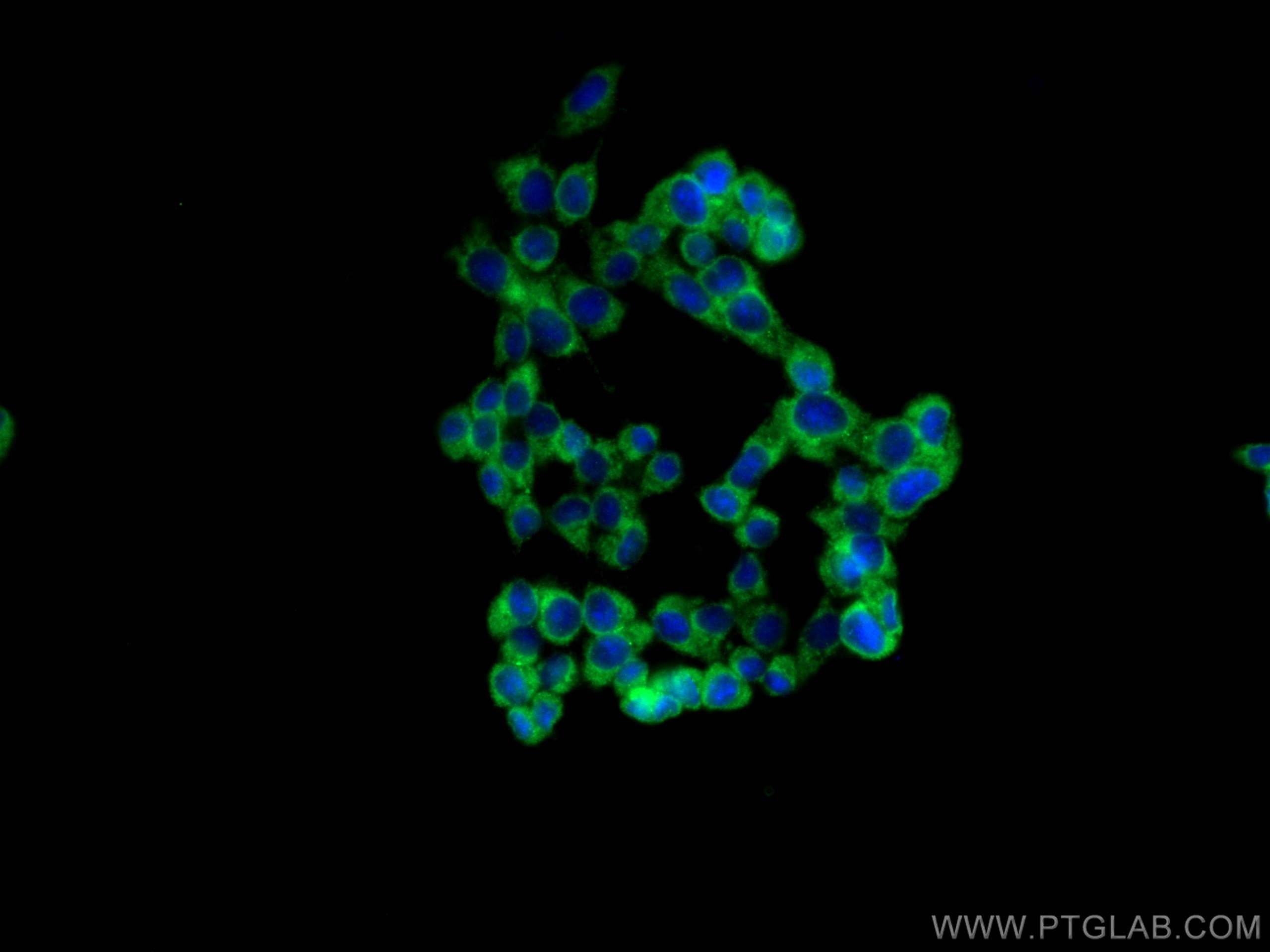 Immunofluorescence (IF) / fluorescent staining of PC-12 cells using BDNF Polyclonal antibody (28205-1-AP)