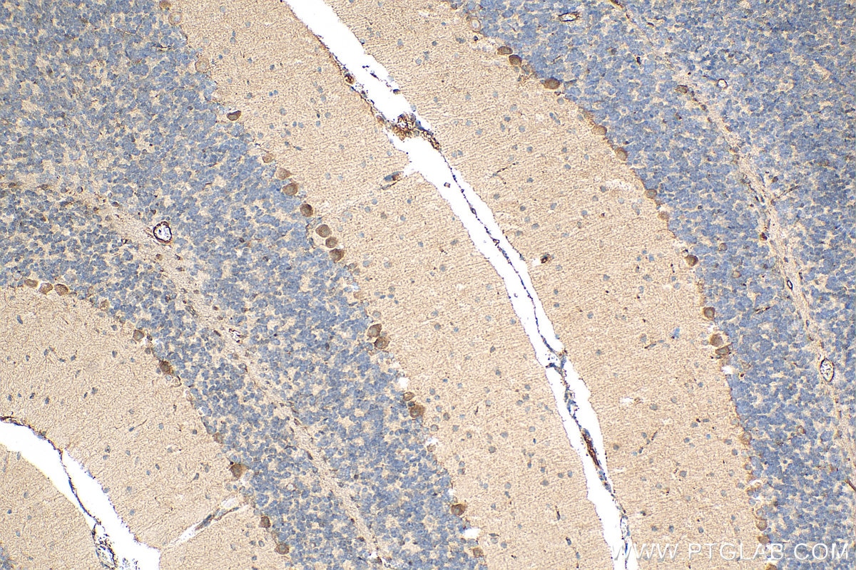 Immunohistochemistry (IHC) staining of mouse cerebellum tissue using BDNF Polyclonal antibody (28205-1-AP)