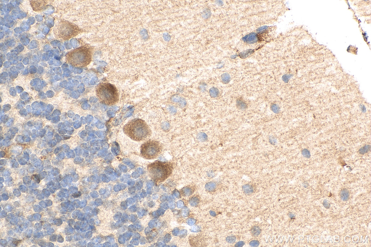 Immunohistochemistry (IHC) staining of mouse cerebellum tissue using BDNF Polyclonal antibody (28205-1-AP)