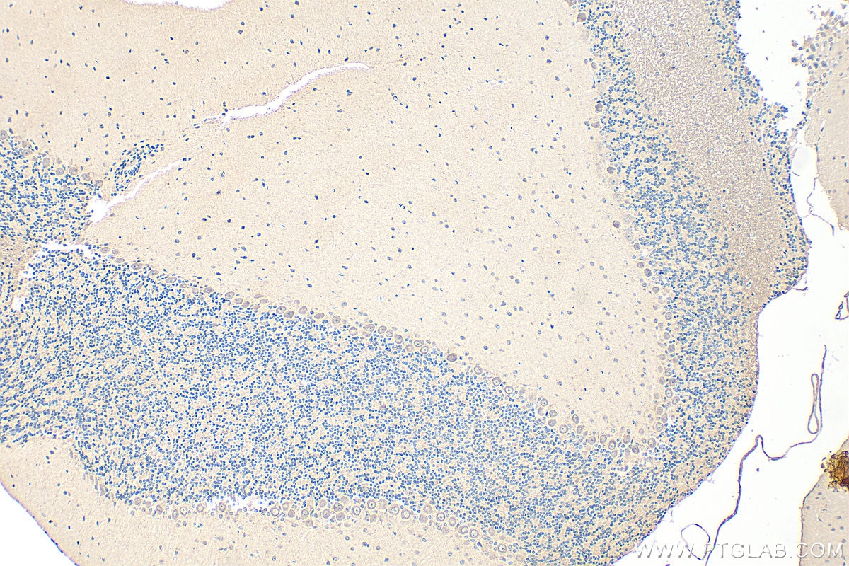 Immunohistochemistry (IHC) staining of mouse cerebellum tissue using BDNF Polyclonal antibody (28205-1-AP)