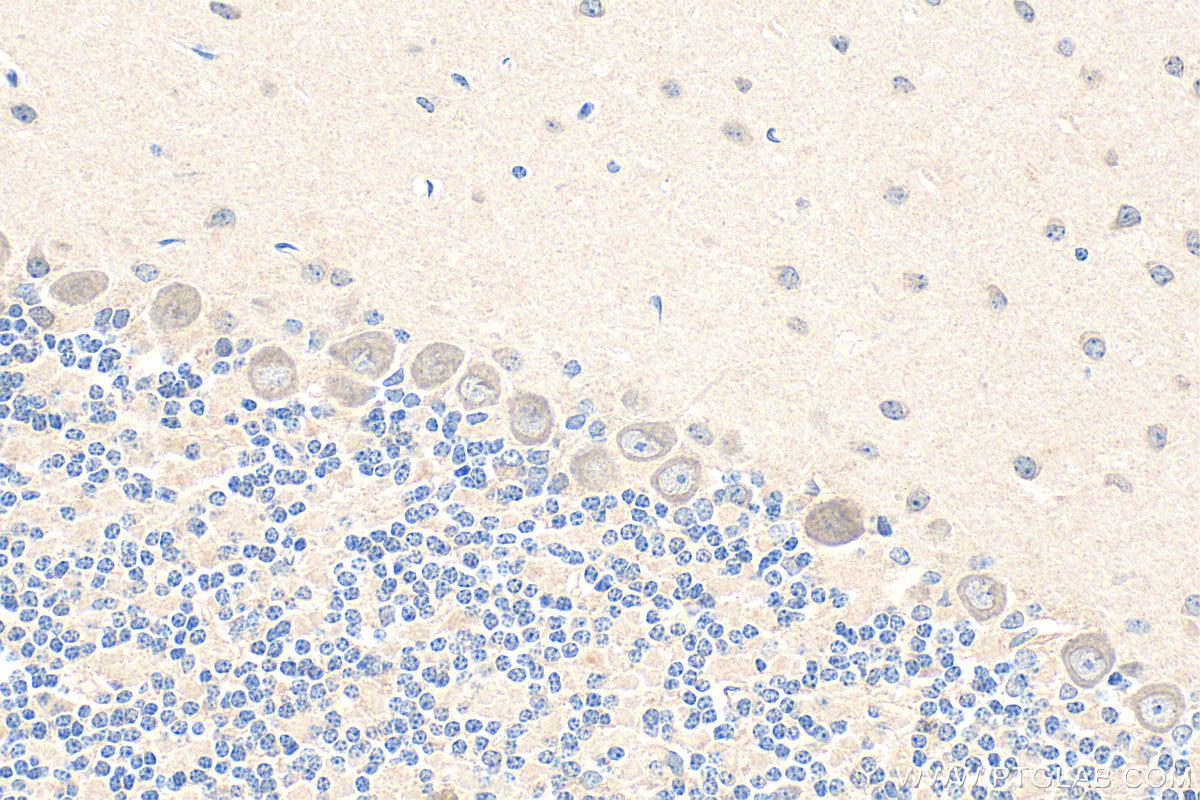Immunohistochemistry (IHC) staining of mouse cerebellum tissue using BDNF Polyclonal antibody (28205-1-AP)
