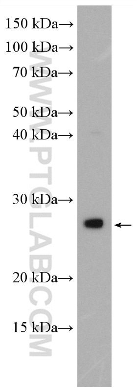 Western Blot (WB) analysis of SH-SY5Y cells using BDNF Polyclonal antibody (28205-1-AP)