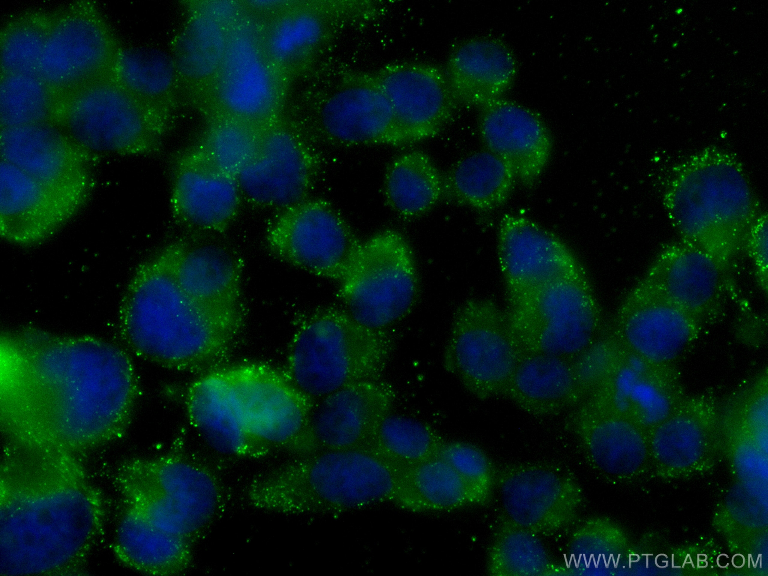 Immunofluorescence (IF) / fluorescent staining of PC-12 cells using BDNF Monoclonal antibody (66292-1-Ig)