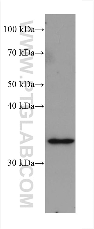Western Blot (WB) analysis of U-251 cells using BDNF Monoclonal antibody (66292-1-Ig)