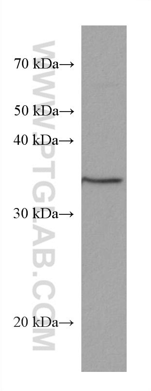 Western Blot (WB) analysis of C6 cells using BDNF Monoclonal antibody (66292-1-Ig)