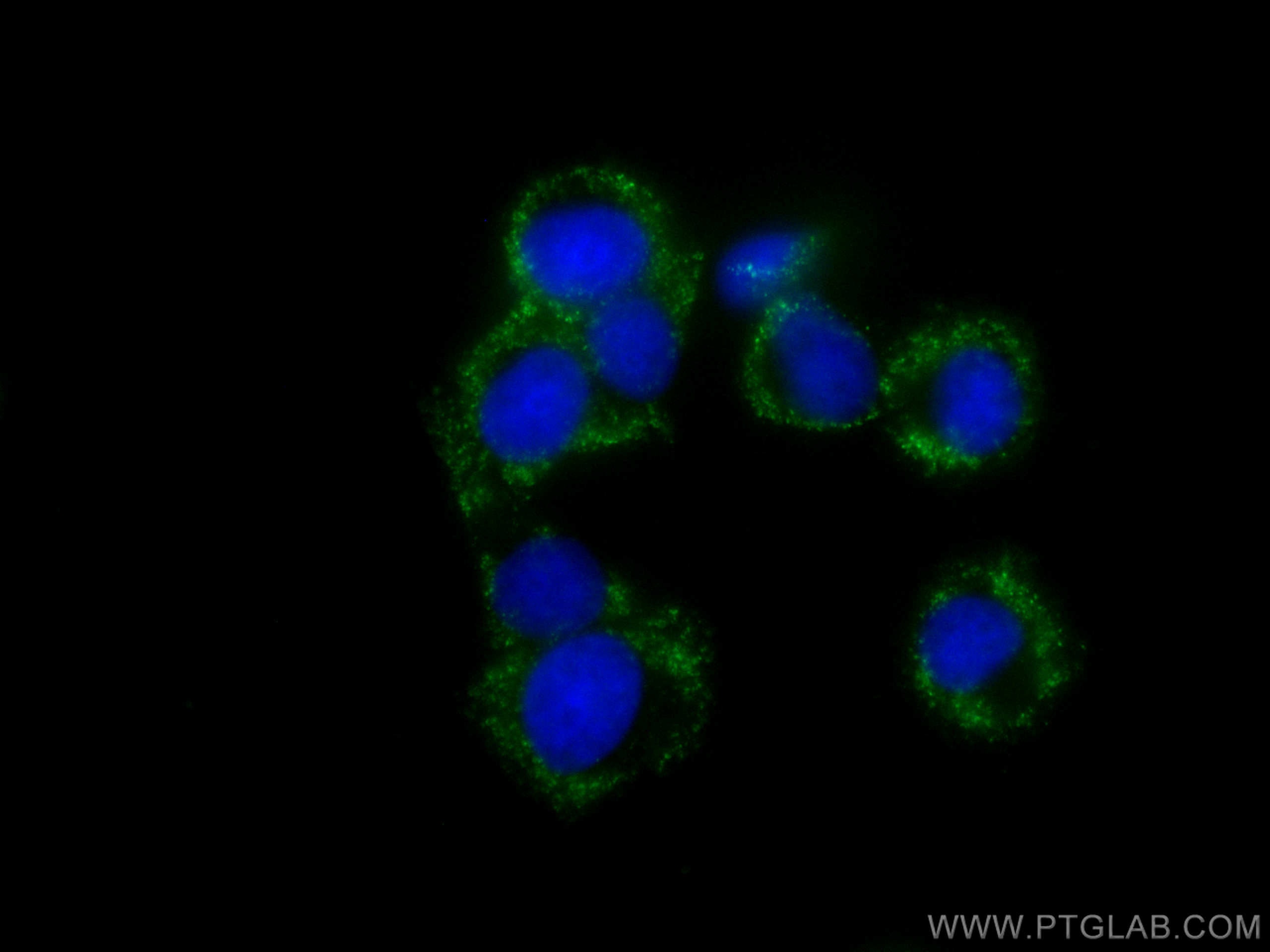 Immunofluorescence (IF) / fluorescent staining of PC-12 cells using CoraLite® Plus 488-conjugated BDNF Monoclonal anti (CL488-66292)