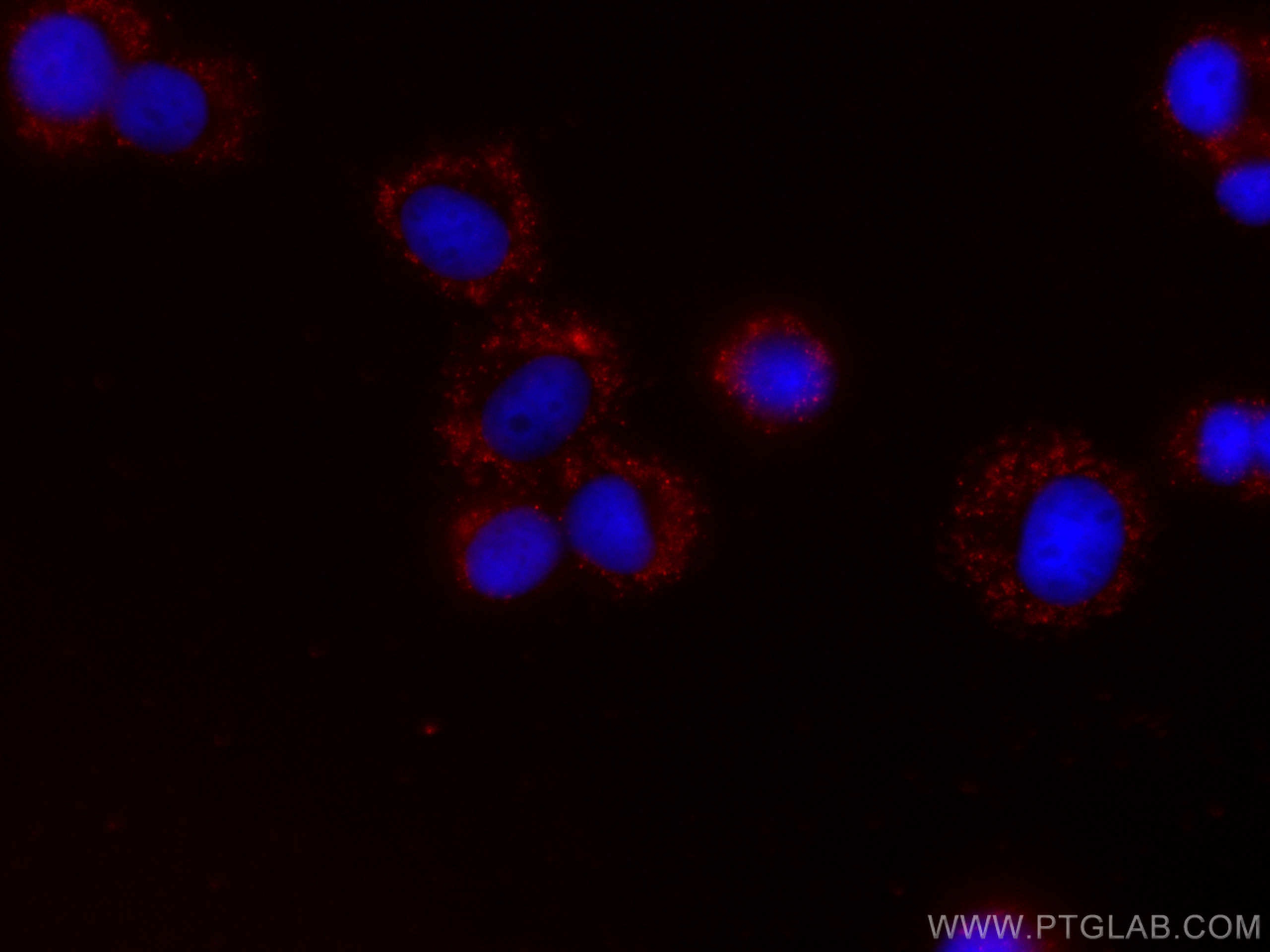Immunofluorescence (IF) / fluorescent staining of PC-12 cells using CoraLite®594-conjugated BDNF Monoclonal antibody (CL594-66292)