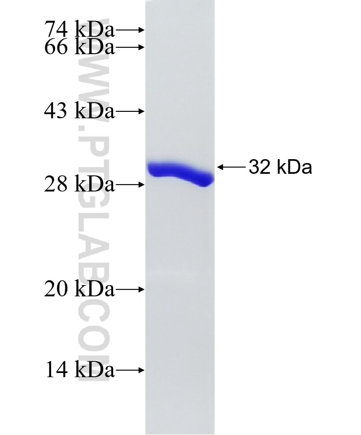 BDNF fusion protein Ag22489 SDS-PAGE