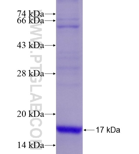 BDNF fusion protein Ag28276 SDS-PAGE