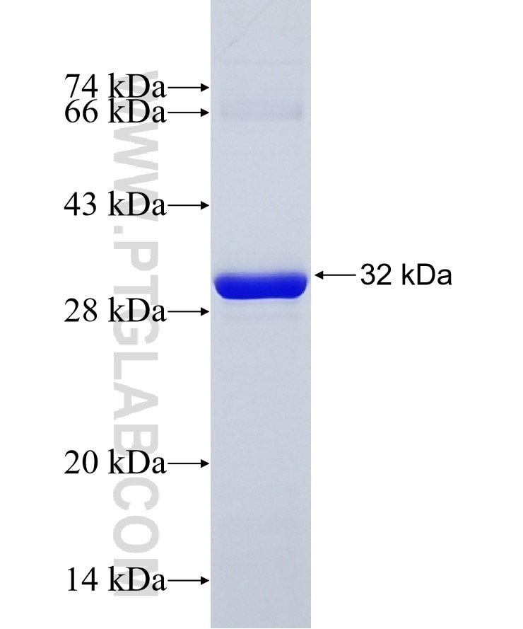 BDNF fusion protein Ag11329 SDS-PAGE