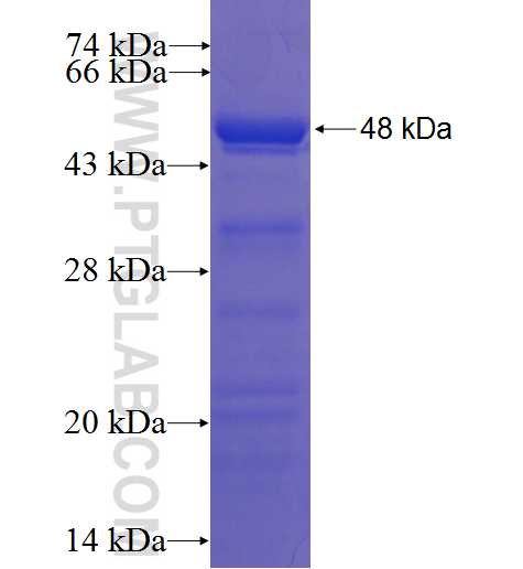 BDP1 fusion protein Ag22648 SDS-PAGE