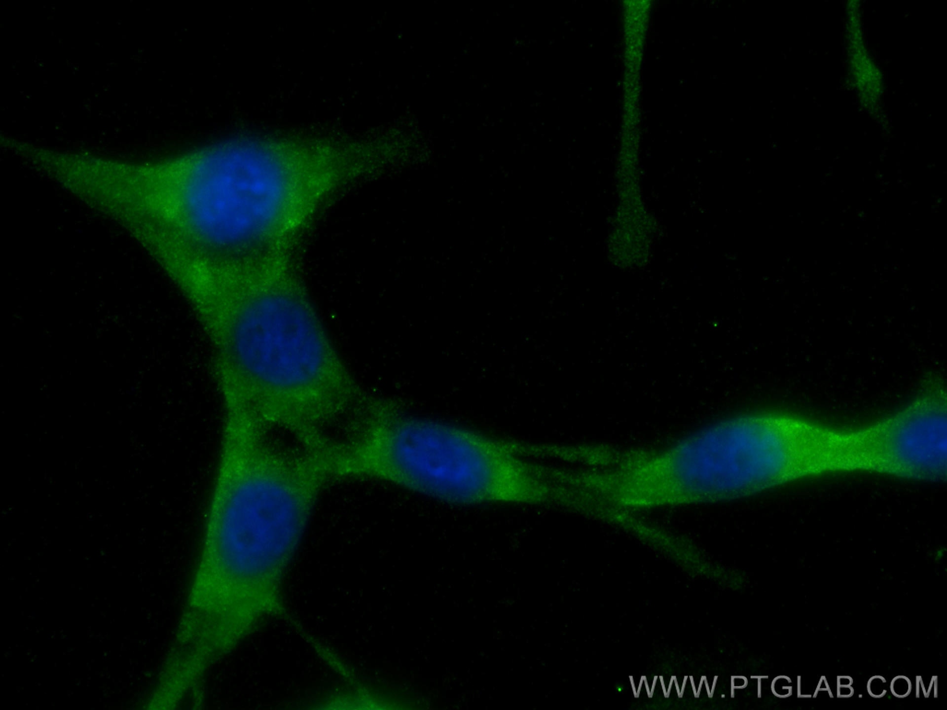 Immunofluorescence (IF) / fluorescent staining of NIH/3T3 cells using Beclin 1 Polyclonal antibody (11306-1-AP)