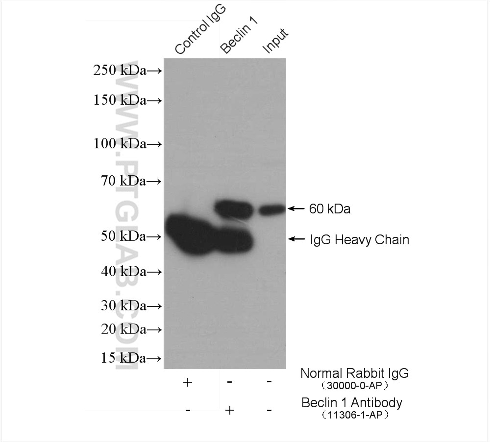 Immunoprecipitation (IP) experiment of MDA-MB-453s cells using Beclin 1 Polyclonal antibody (11306-1-AP)