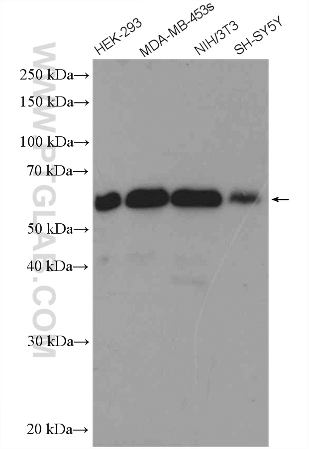 Western Blot (WB) analysis of various lysates using Beclin 1 Polyclonal antibody (11306-1-AP)