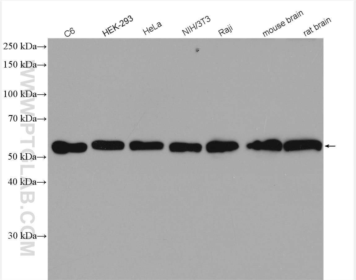 Western Blot (WB) analysis of various lysates using Beclin 1 Polyclonal antibody (11306-1-AP)