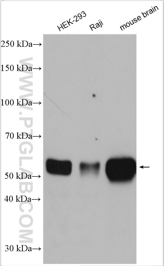 Western Blot (WB) analysis of various lysates using Beclin 1 Polyclonal antibody (11306-1-AP)