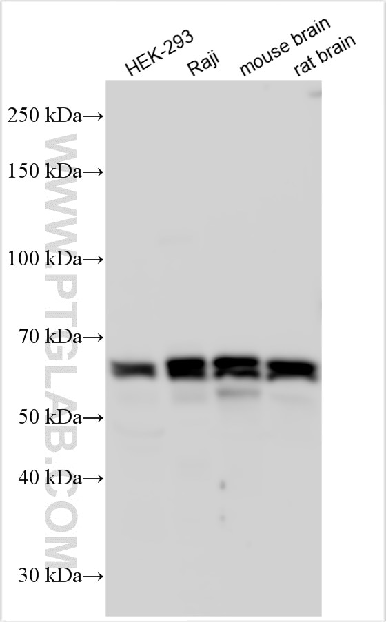 Western Blot (WB) analysis of various lysates using Beclin 1 Polyclonal antibody (11306-1-AP)