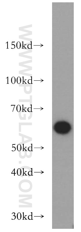 Western Blot (WB) analysis of PC-3 cells using Beclin 1 Polyclonal antibody (11306-1-AP)
