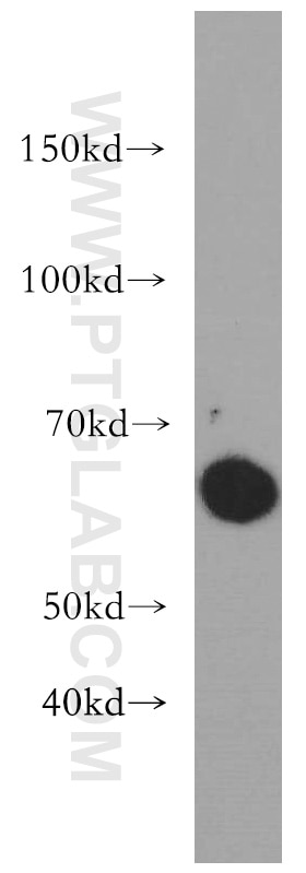 Western Blot (WB) analysis of HT-1080 cells using Beclin 1 Polyclonal antibody (11306-1-AP)