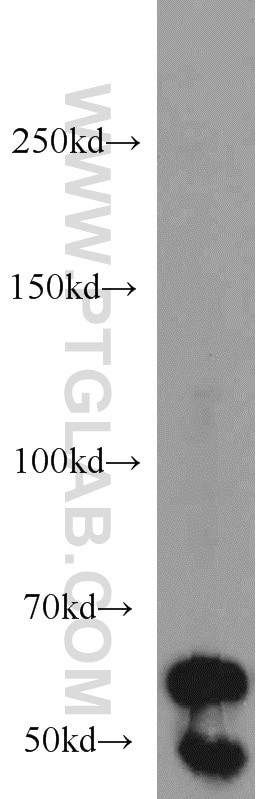 Western Blot (WB) analysis of human placenta tissue using Beclin 1 Polyclonal antibody (11306-1-AP)