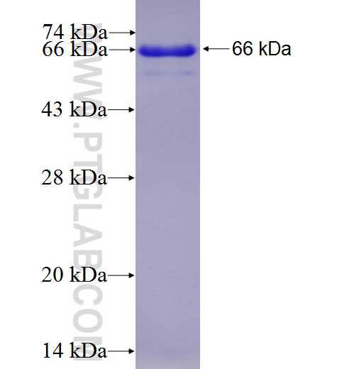 Beclin 1 fusion protein Ag1843 SDS-PAGE