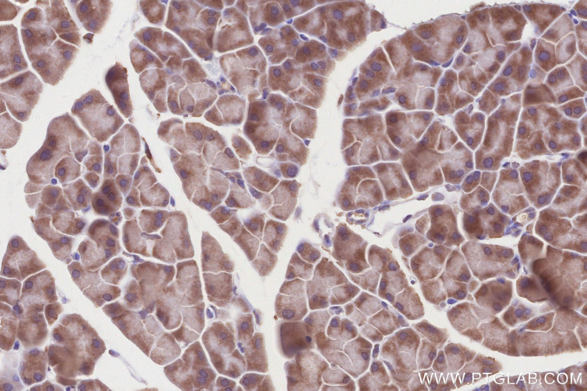Immunohistochemistry (IHC) staining of mouse pancreas tissue using BEGAIN Polyclonal antibody (14956-1-AP)