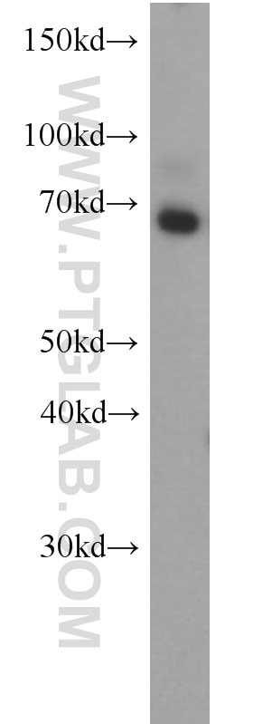 BEGAIN Polyclonal antibody