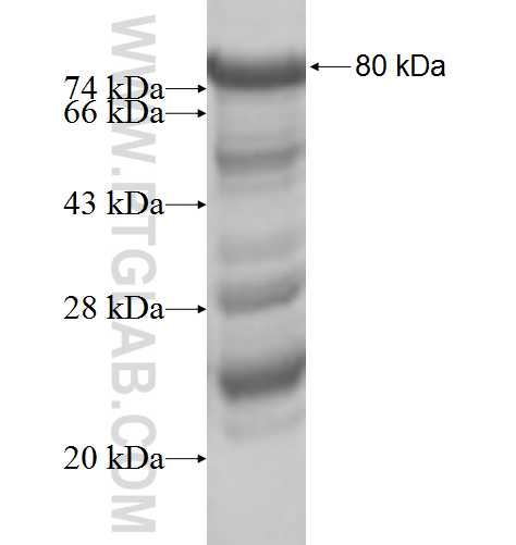 BEGAIN fusion protein Ag6794 SDS-PAGE