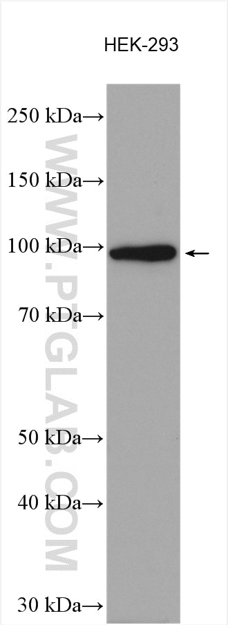 Western Blot (WB) analysis of various lysates using BEND3 Polyclonal antibody (23101-1-AP)