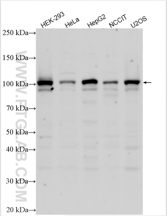 Western Blot (WB) analysis of various lysates using BEND3 Polyclonal antibody (23101-1-AP)