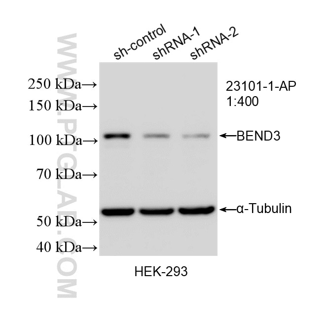Western Blot (WB) analysis of HEK-293 cells using BEND3 Polyclonal antibody (23101-1-AP)