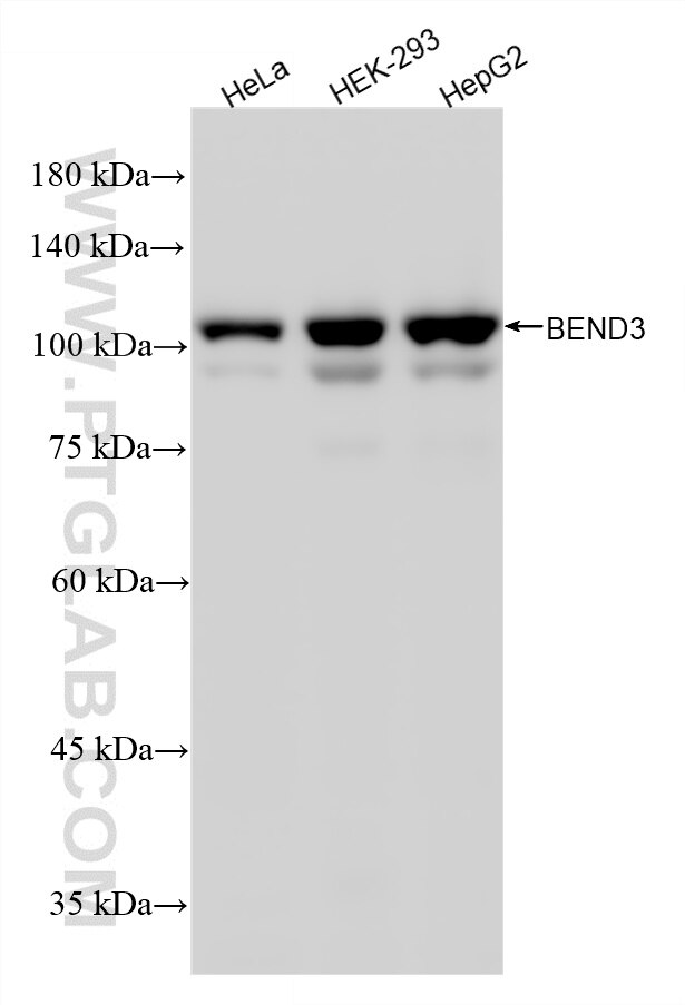 Western Blot (WB) analysis of various lysates using BEND3 Recombinant monoclonal antibody (87001-4-RR)