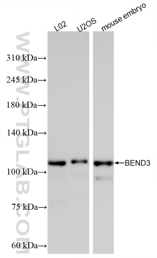 Western Blot (WB) analysis of various lysates using BEND3 Recombinant monoclonal antibody (87001-4-RR)