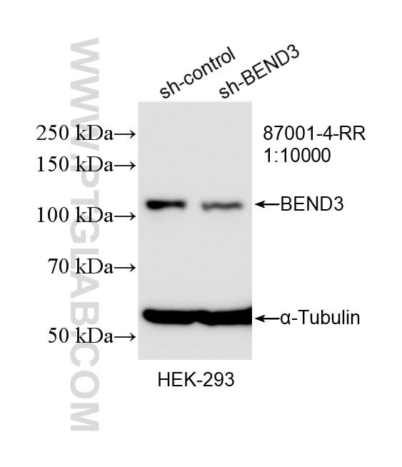 WB analysis of HEK-293 using 87001-4-RR (same clone as 87001-4-PBS) Western Blot (WB) analysis of HEK-293 cells using BEND3 Recombinant monoclonal antibody (87001-4-RR)