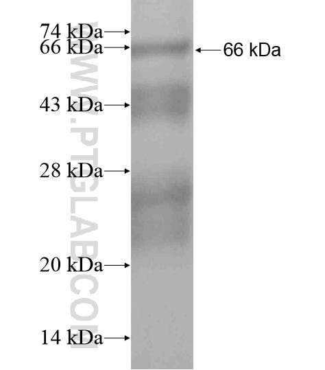 BEND3 fusion protein Ag19082 SDS-PAGE